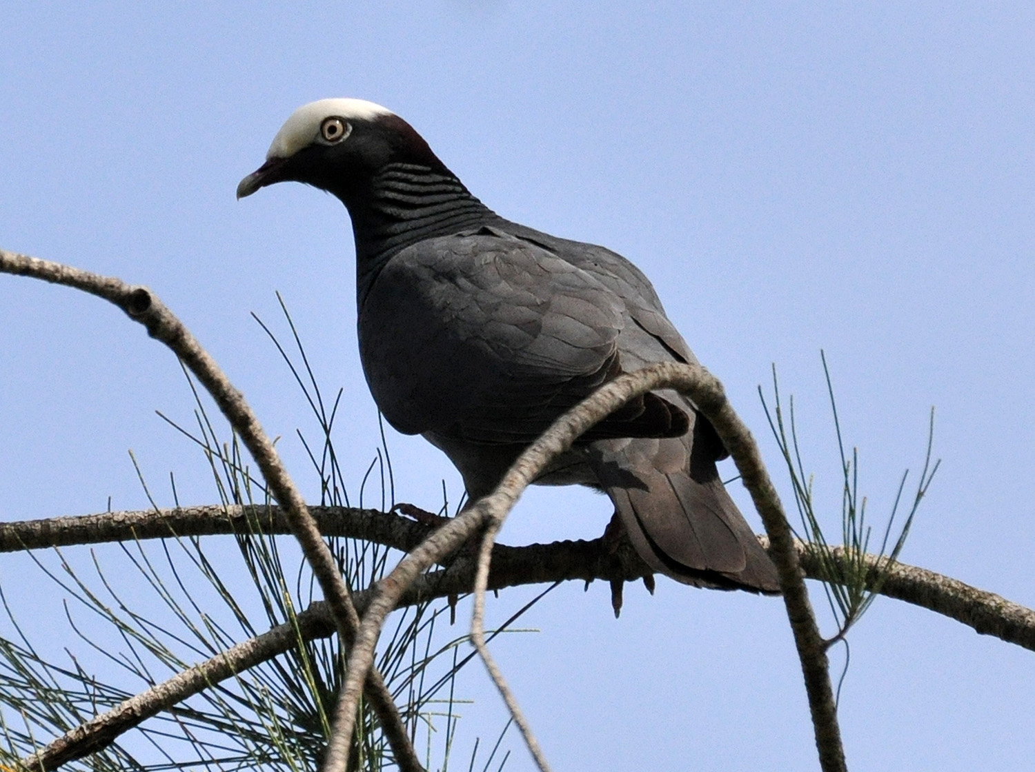 Tortuguero | Paloma Cabeciblanca