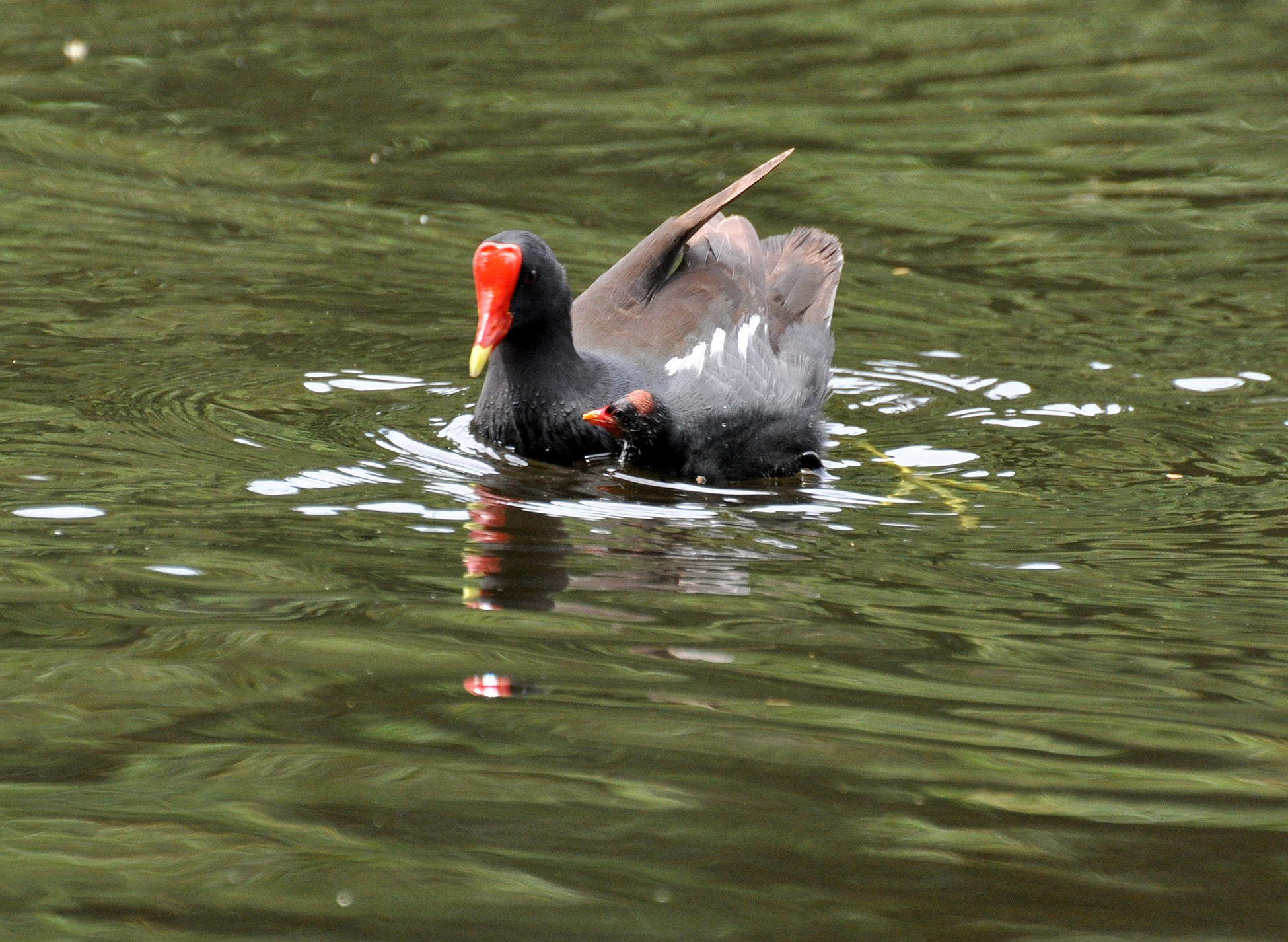 Gallareta Comun con su cria | Gallareta Común