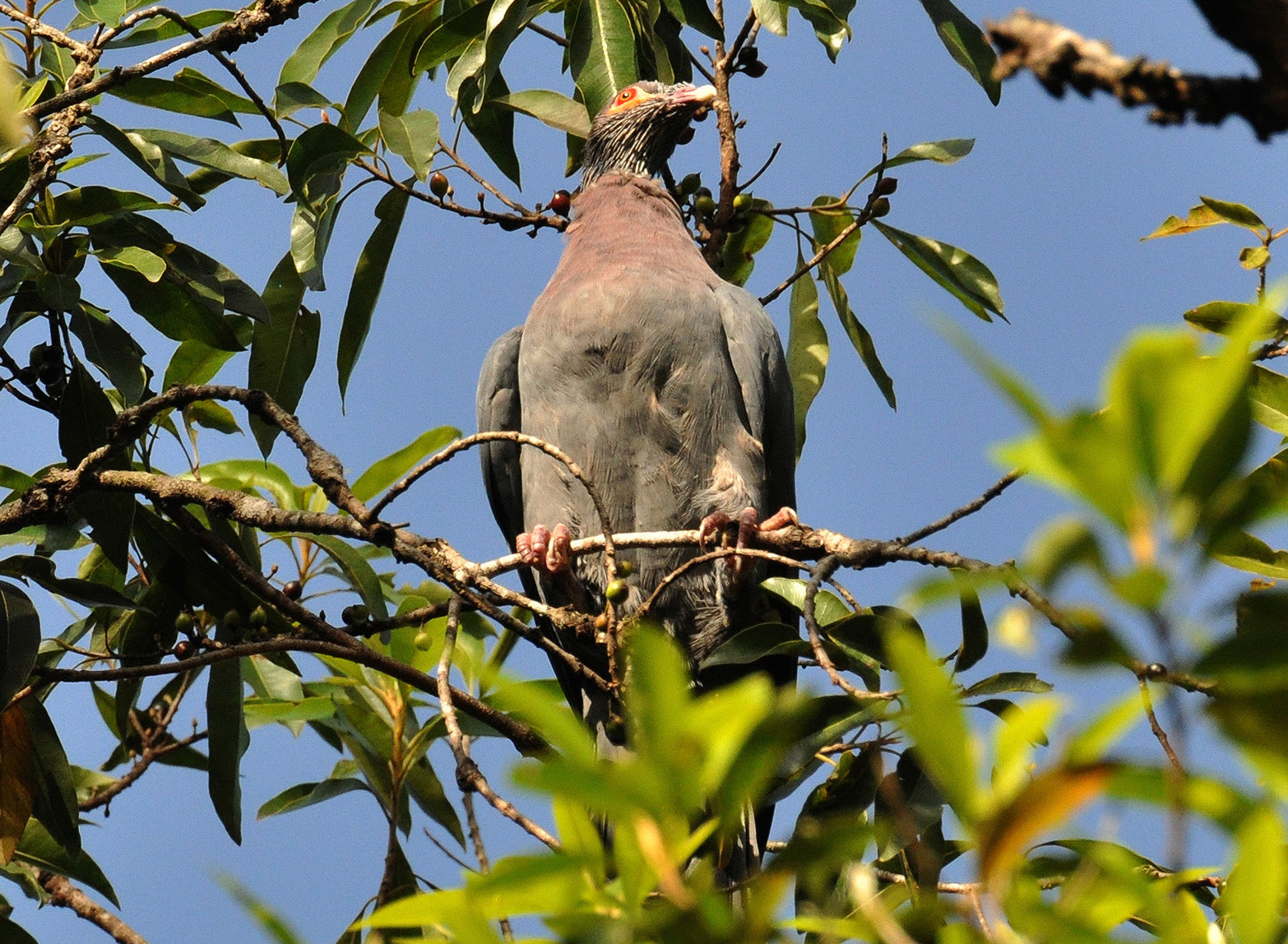 Bosque Cambalache | Paloma Turca