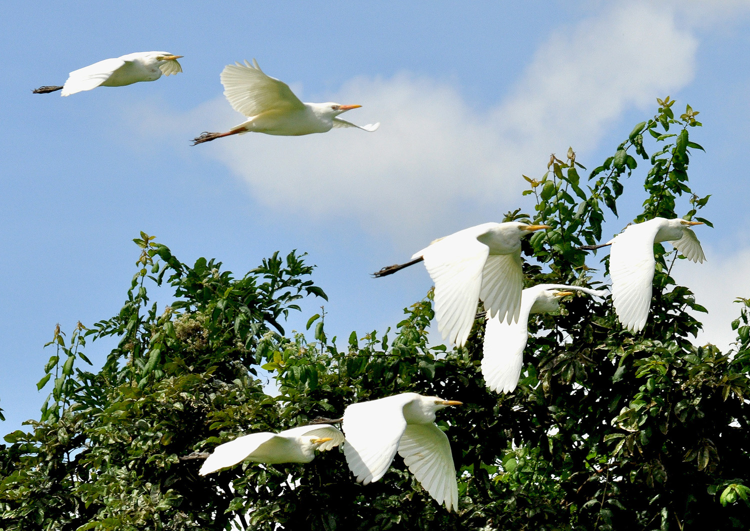 HACIENDA ESPERANZA | Garza Ganadera