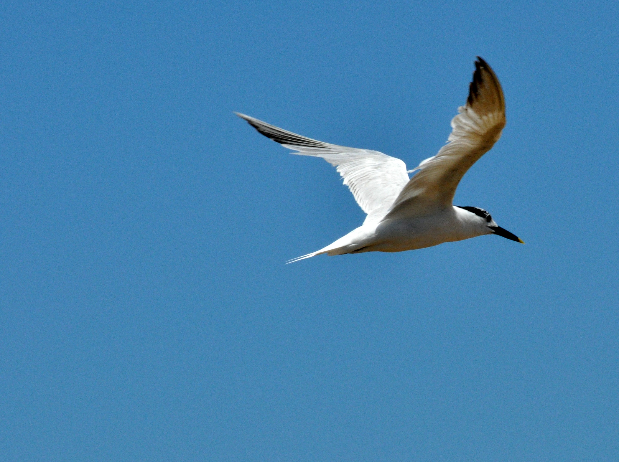 Marina de Arecibo | Charrán Piquiagudo