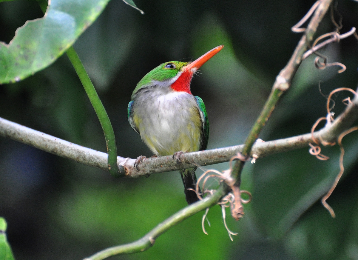 PATILLAS ECO-RESORT | San Pedrito