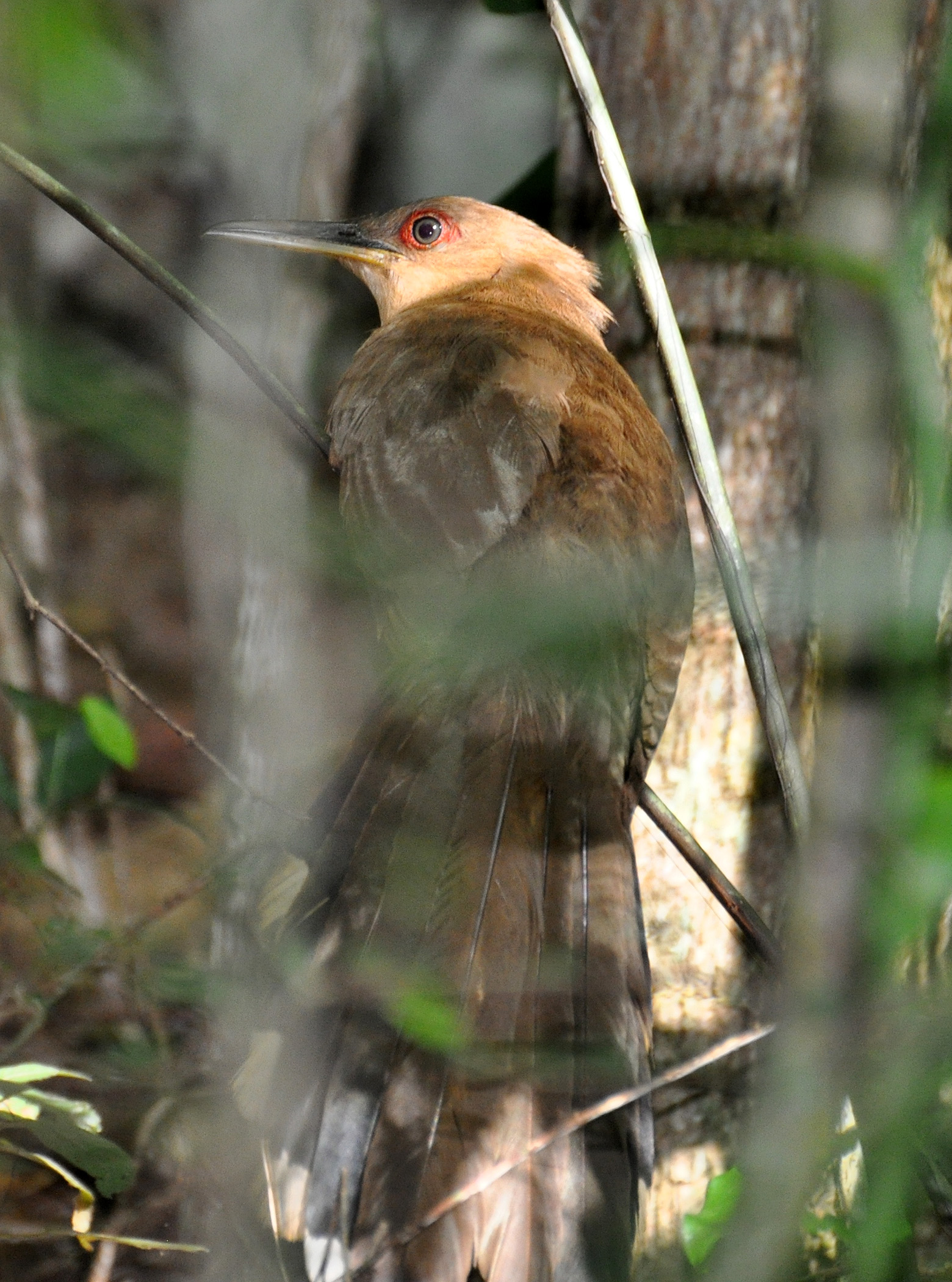 Cambalache | Pájaro Bobo Mayor