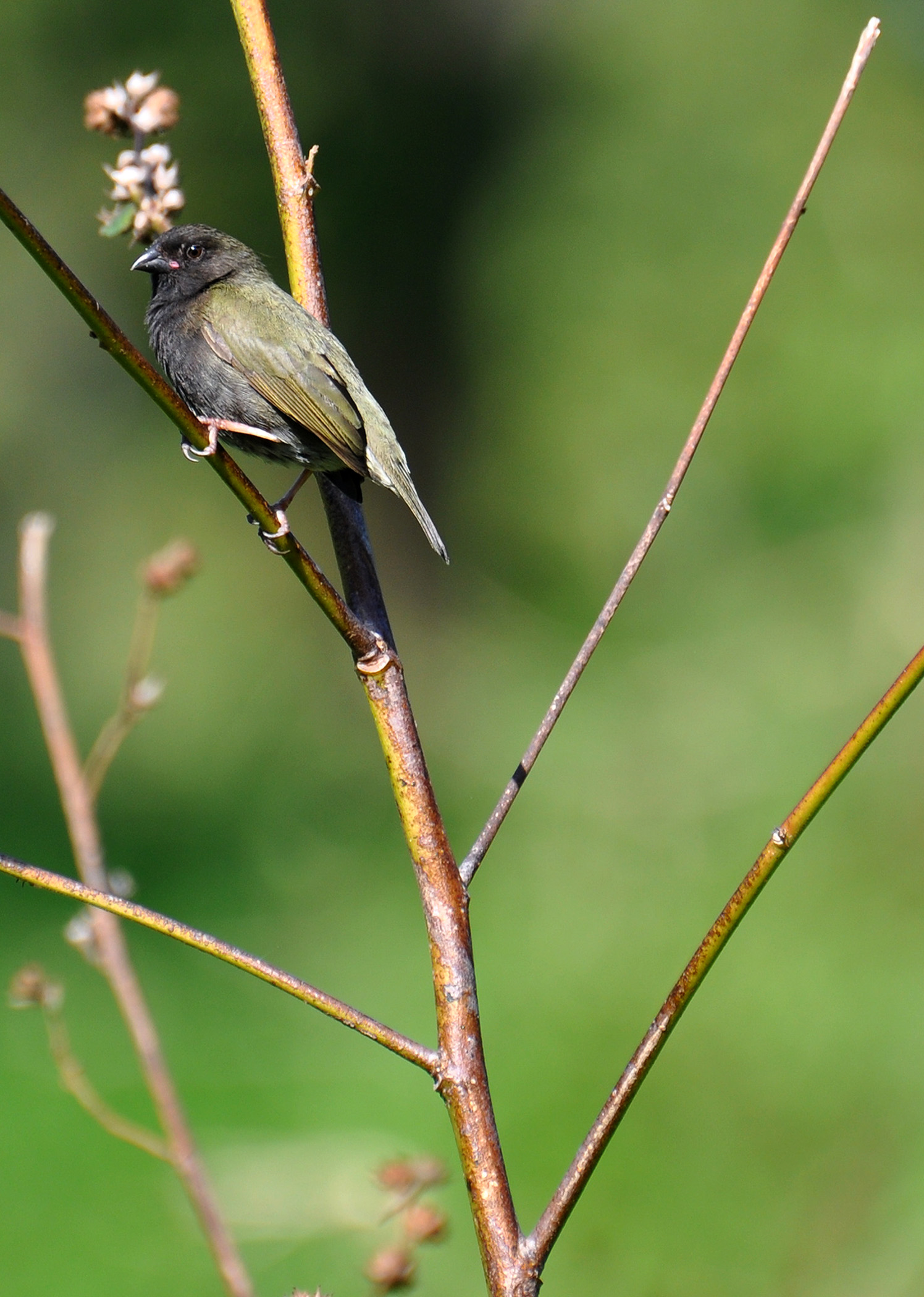 Hatillo | Gorrión Negro