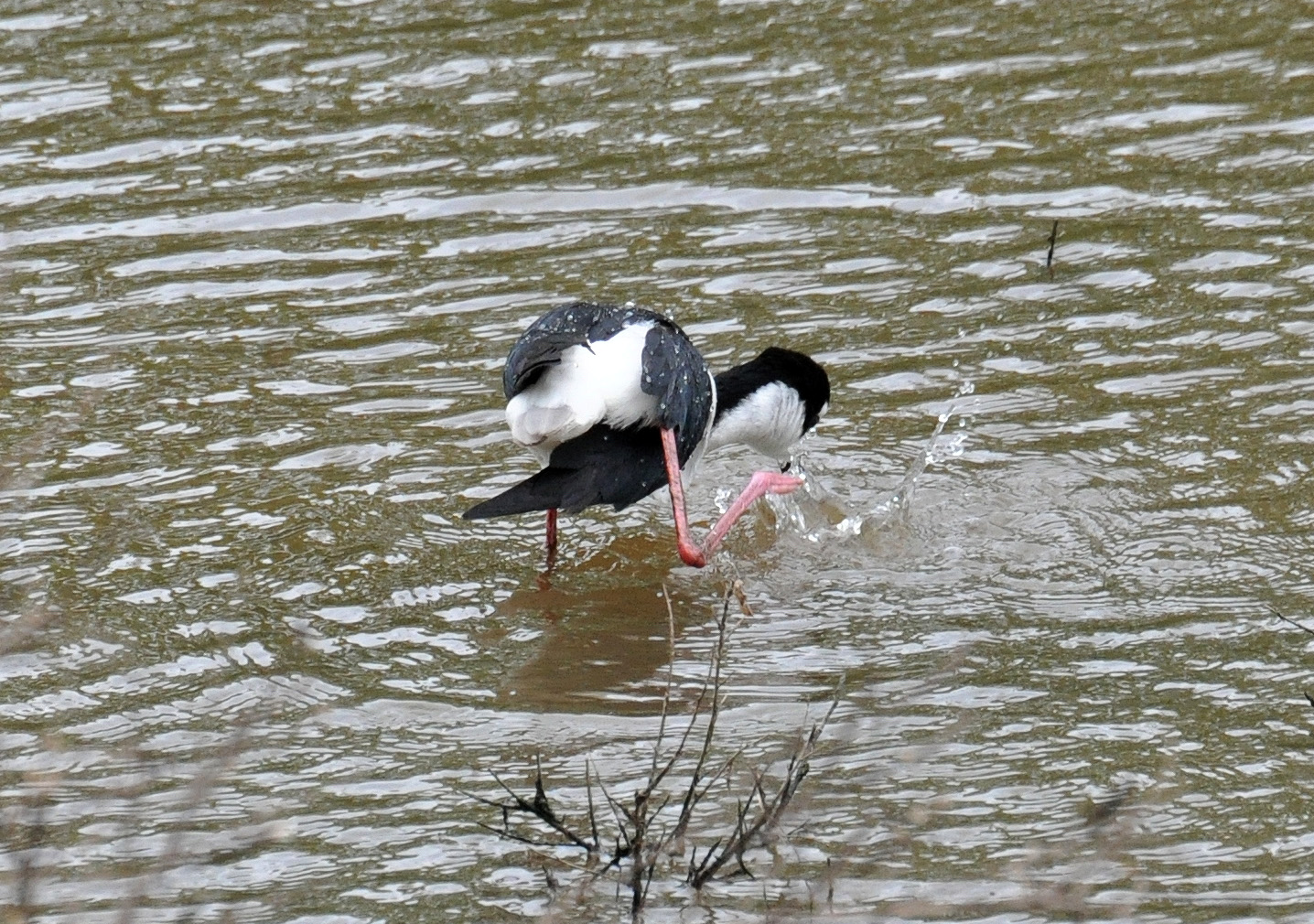 Viuda Acicalandose | Viuda