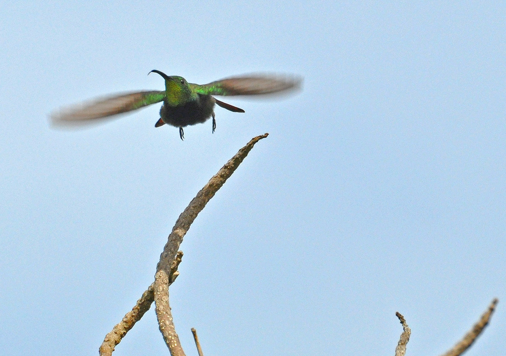 Camuy | Zumbador Dorado