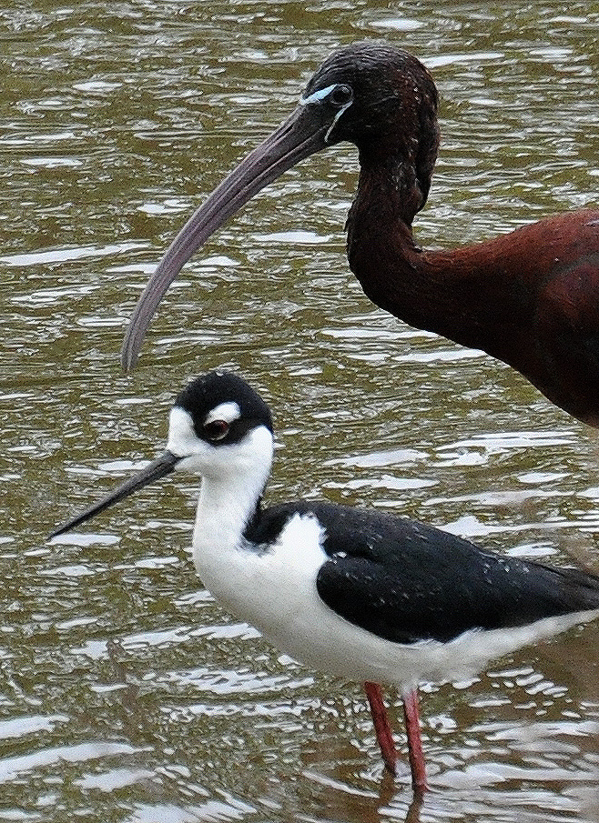 Viuda con Ibis Lustroso | Viuda