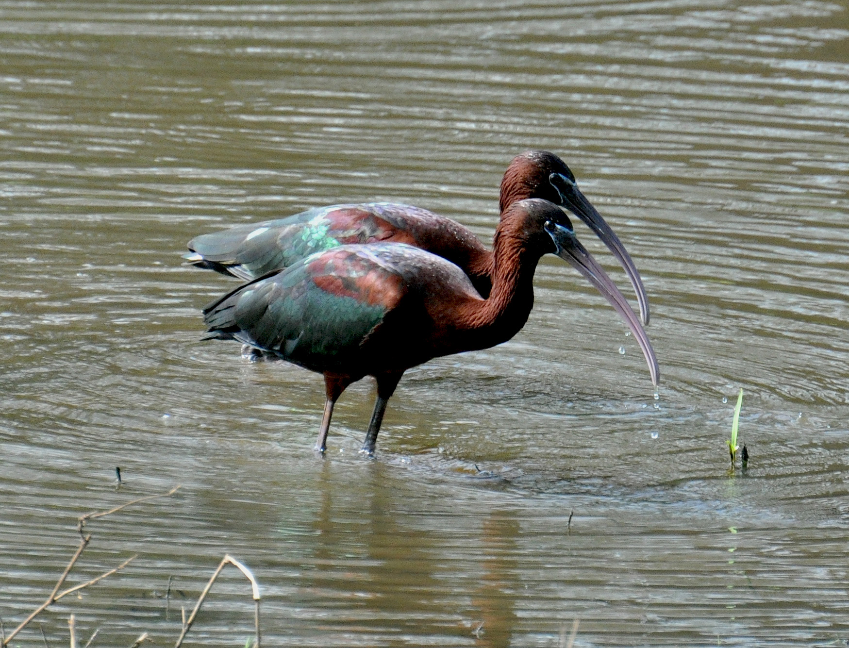 Charca en Hatillo | Glossy Ibis
