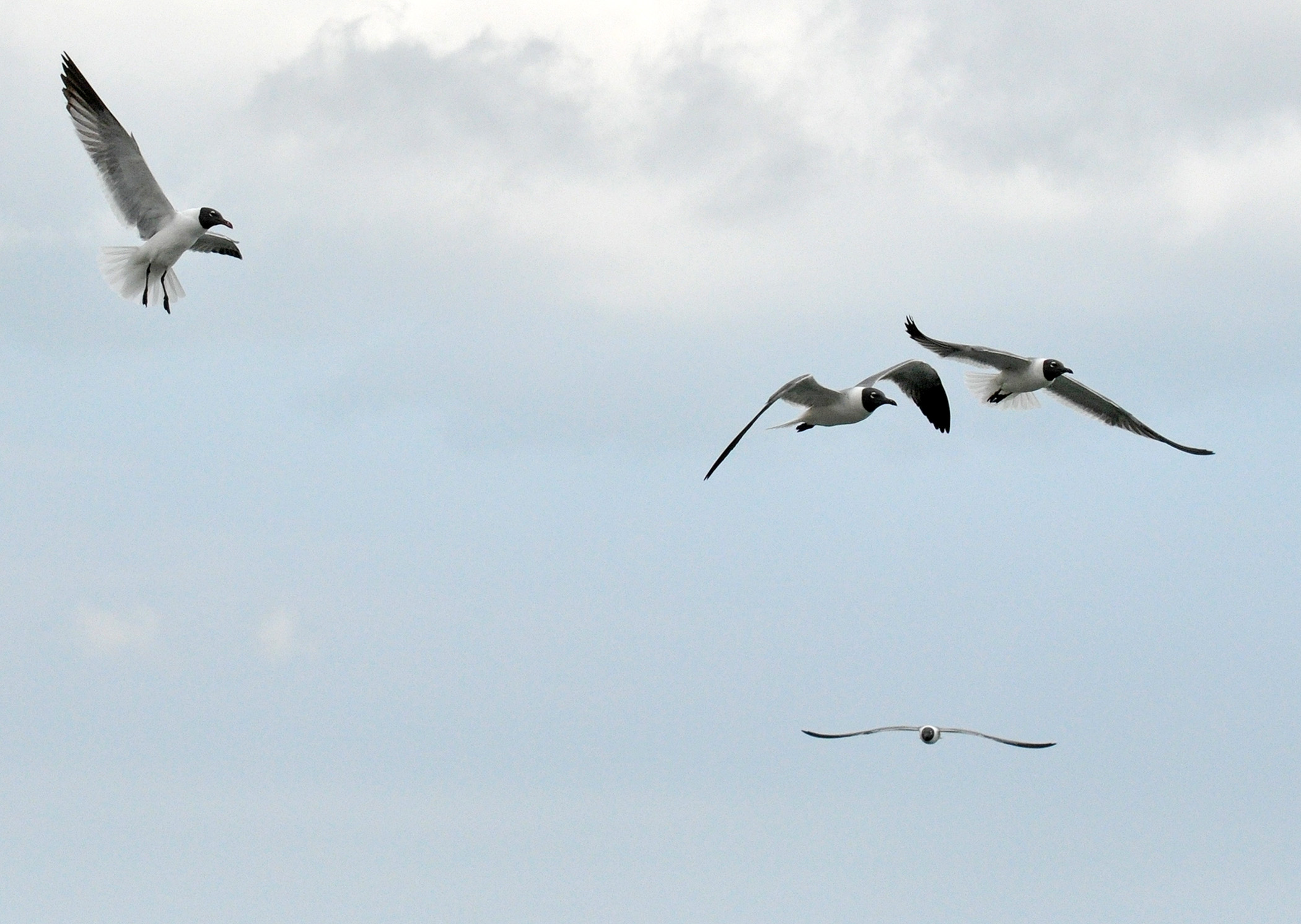 LISTAS PARA PESCAR. JOYUDA | Gaviota Gallega