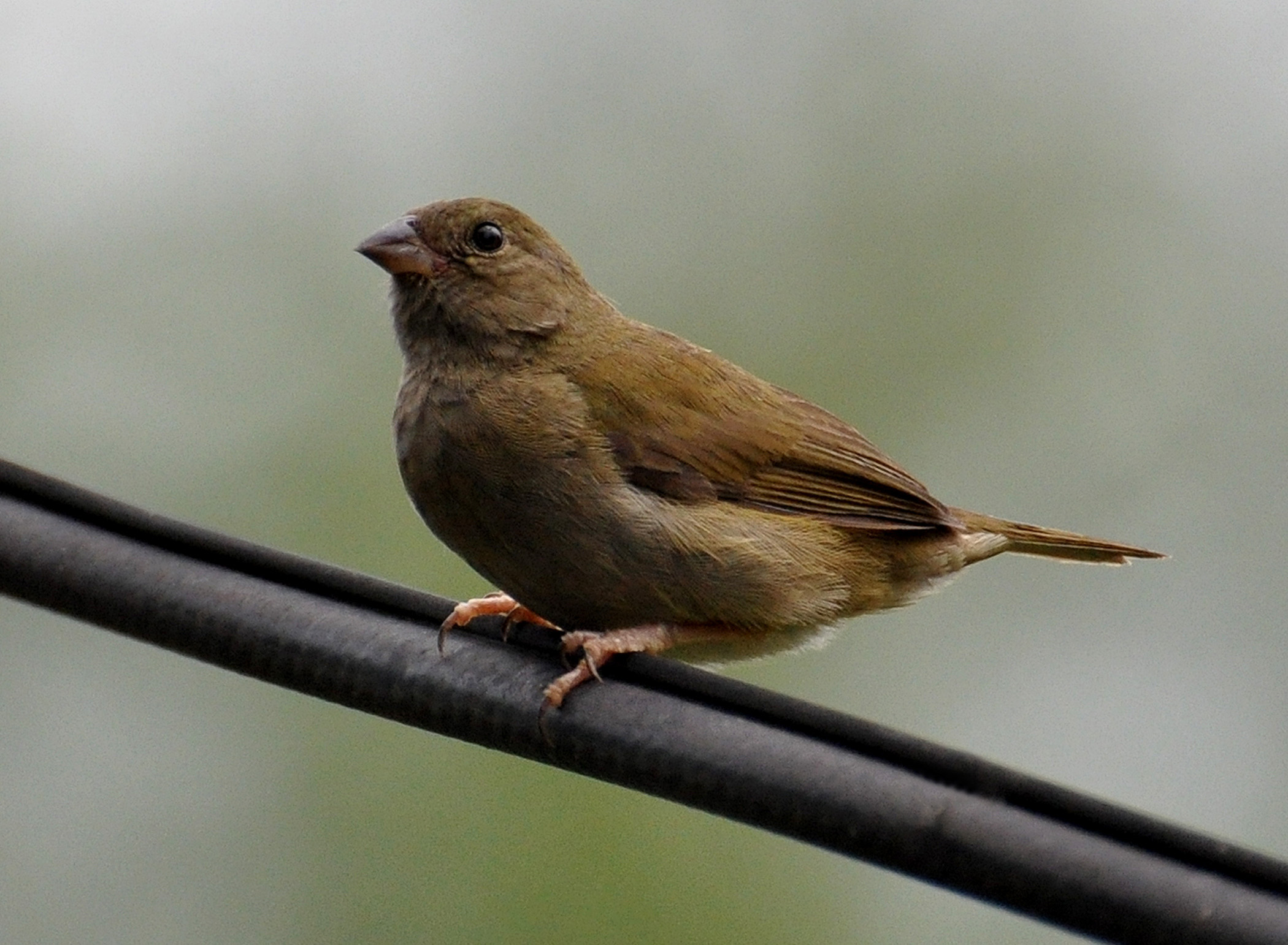 Hembra en Hatillo | Gorrión Negro