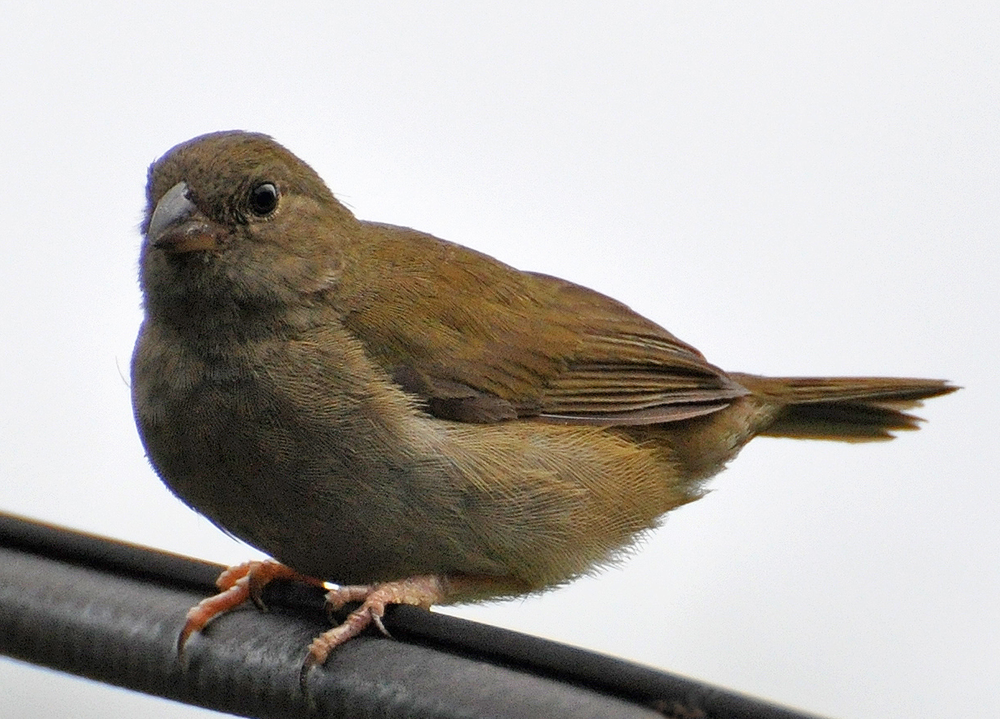 Gorrion Negro Hembra en Hatillo | Gorrión Negro