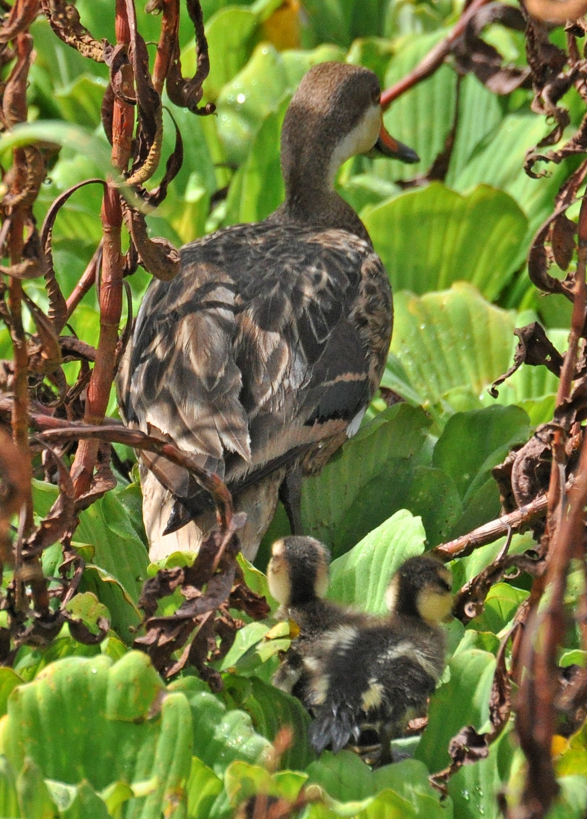 PATA CON SUS CRIAS LAGUNA CARTAGENA | Pato Quijada Colorada