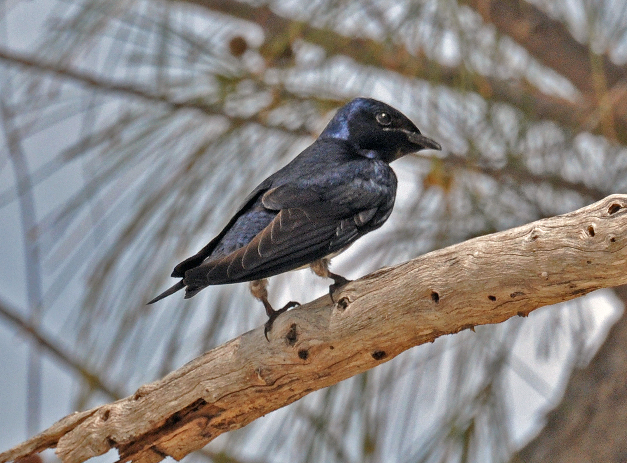 Hembra Isla de Ratones | Golondrina de Iglesias