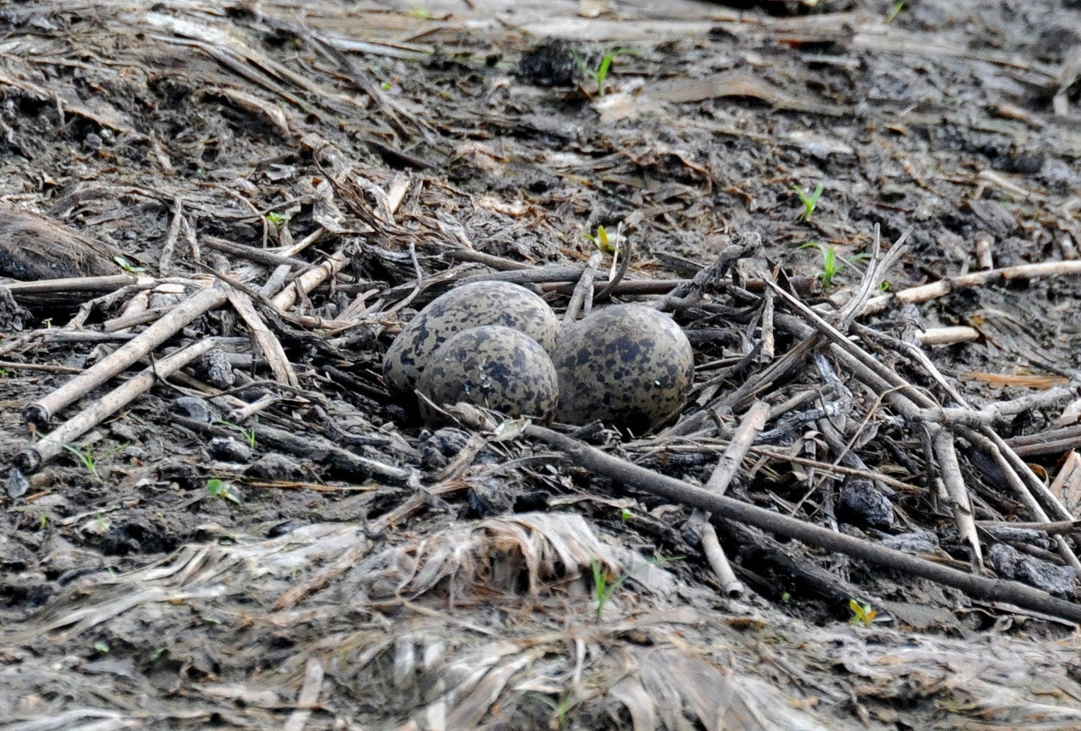 NIDO DE UNA VIUDA | Viuda