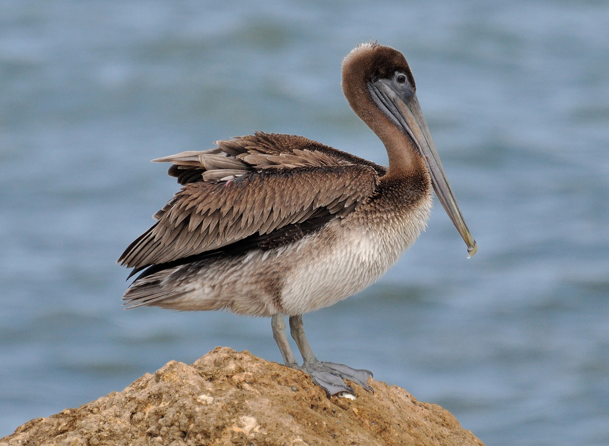 Muelle Arecibo | Pelícano Pardo
