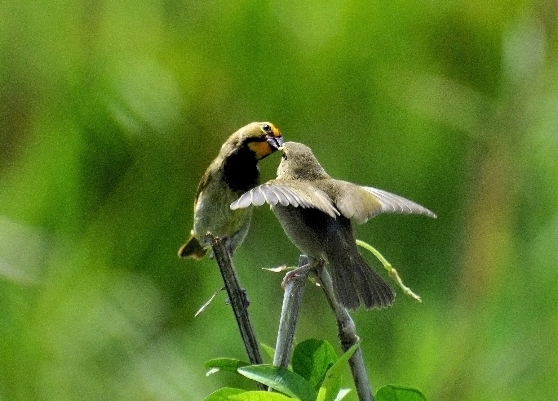 PAREJA COMPARTIENDO ALIMENTO 1/3 | Gorrión Barba Amarilla