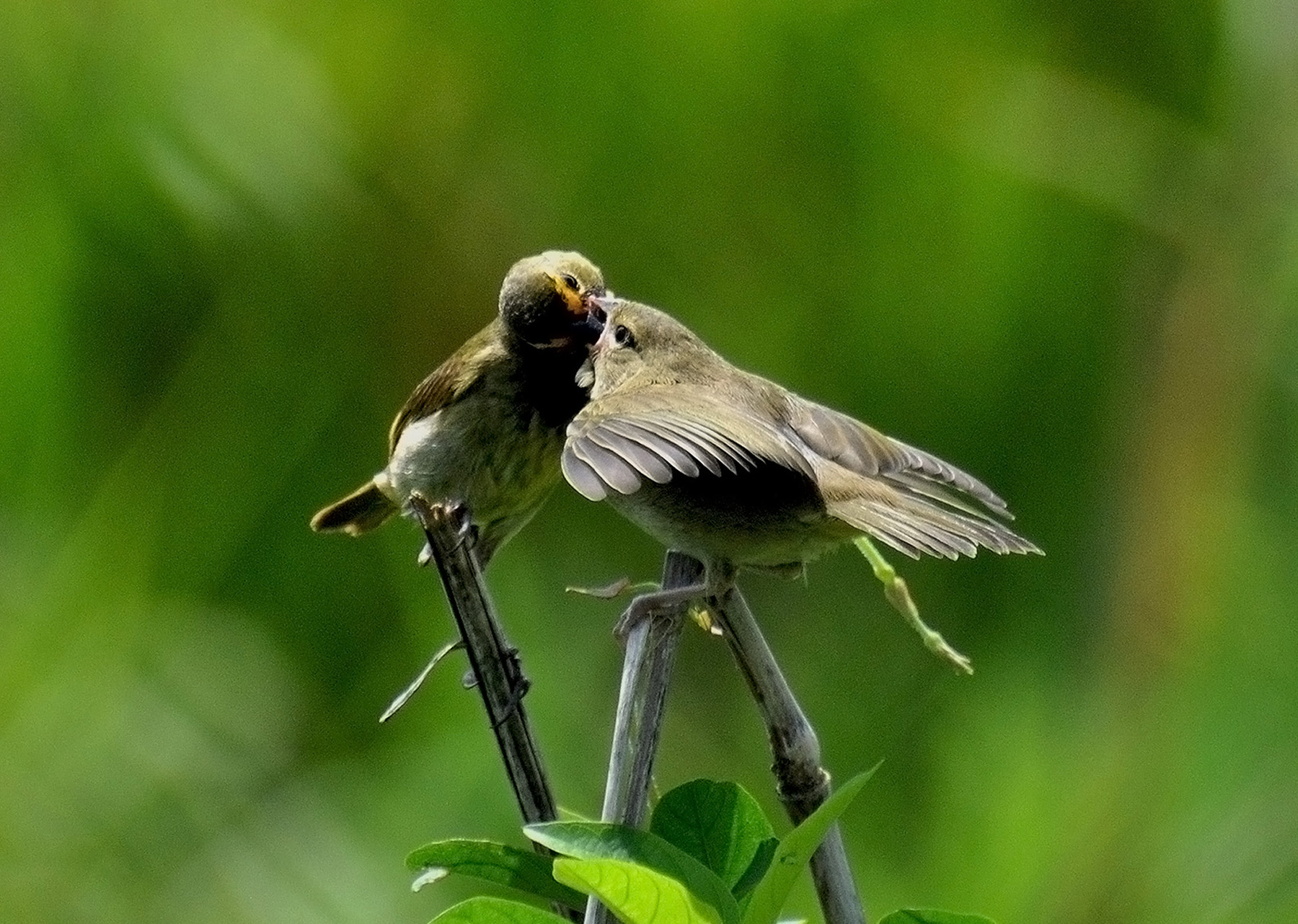 PAREJA COMPARTIENDO ALIMENTO 2/3 | Gorrión Barba Amarilla