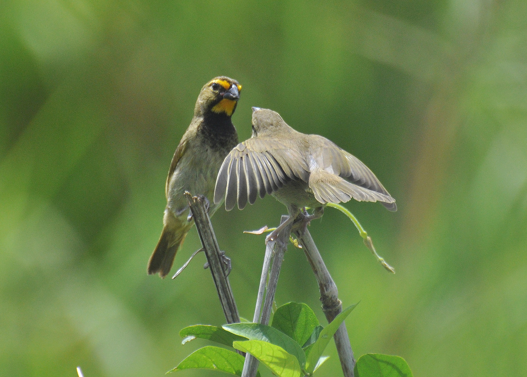 PAREJA ALIMENTANDOSE 2/3 | Gorrión Barba Amarilla