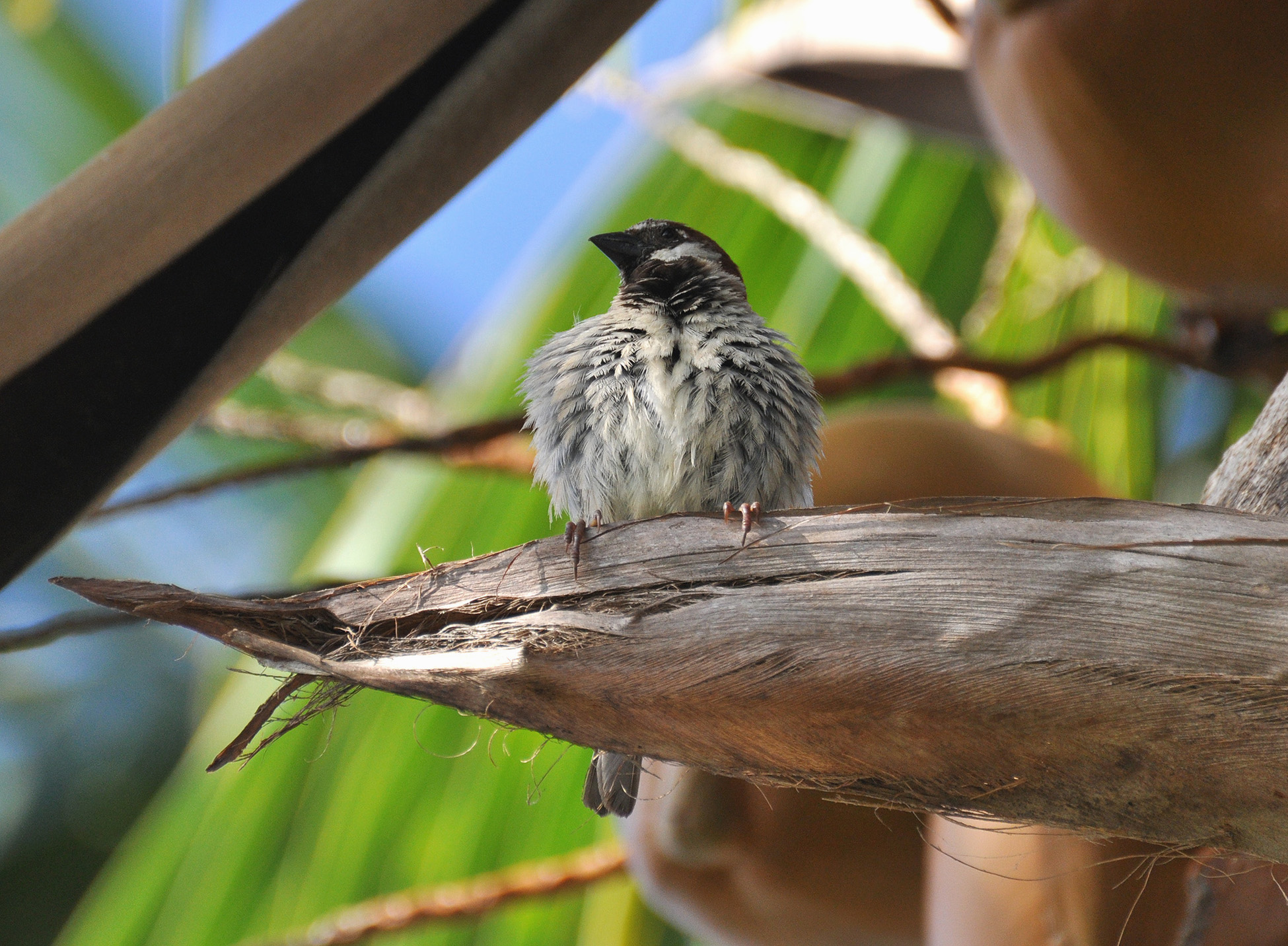 Juvenil Reserva de Aguirre | Gorrión Doméstico
