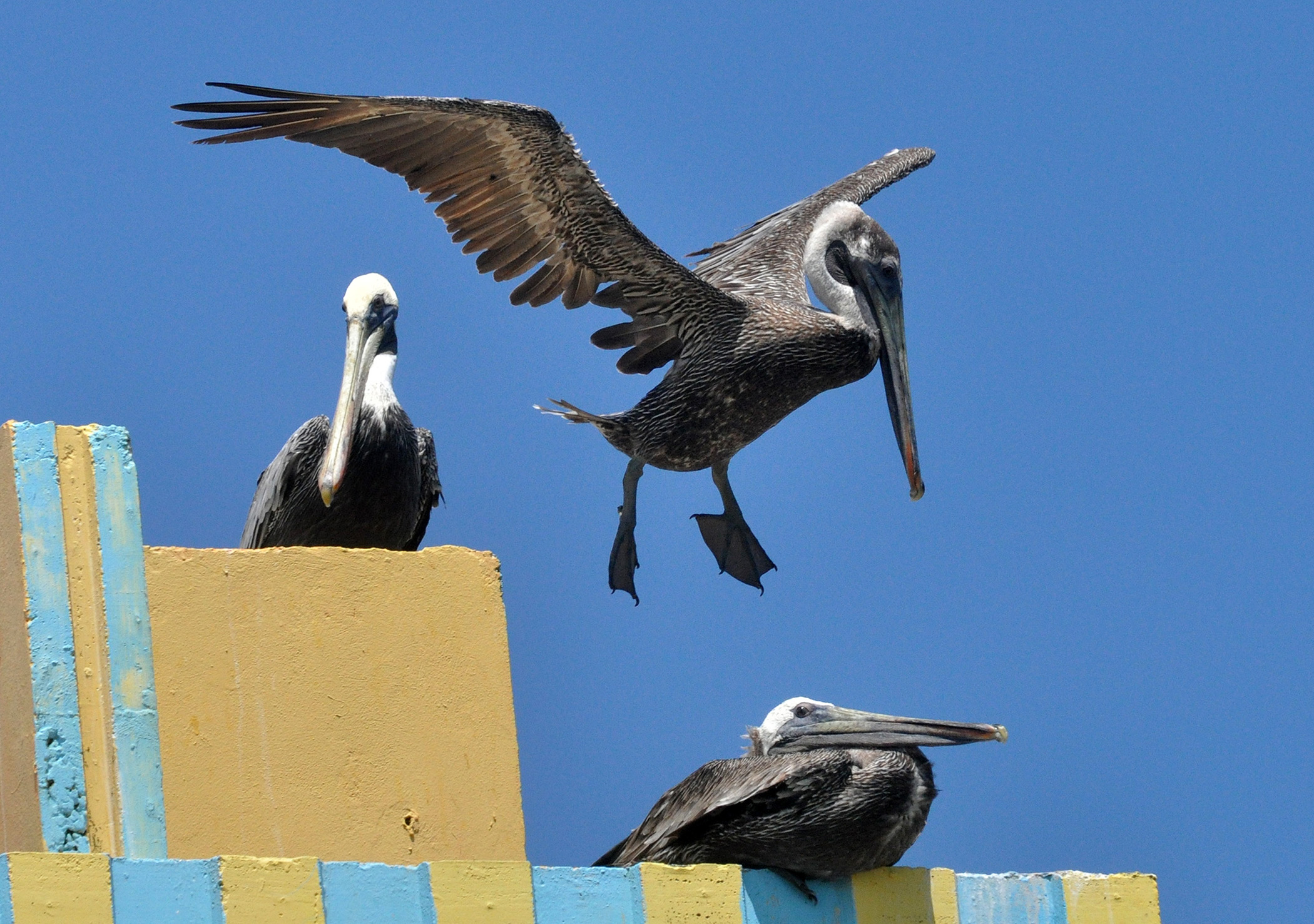 Aterrizando | Pelícano Pardo