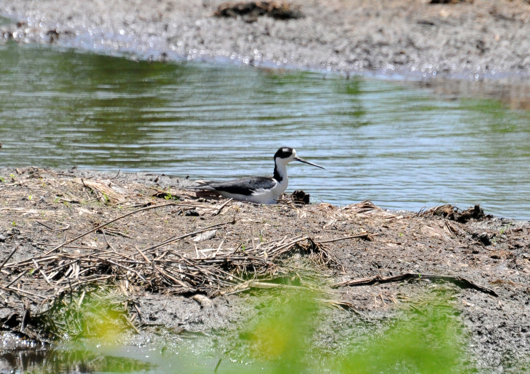 VIUDA EMPOLLANDO | Viuda