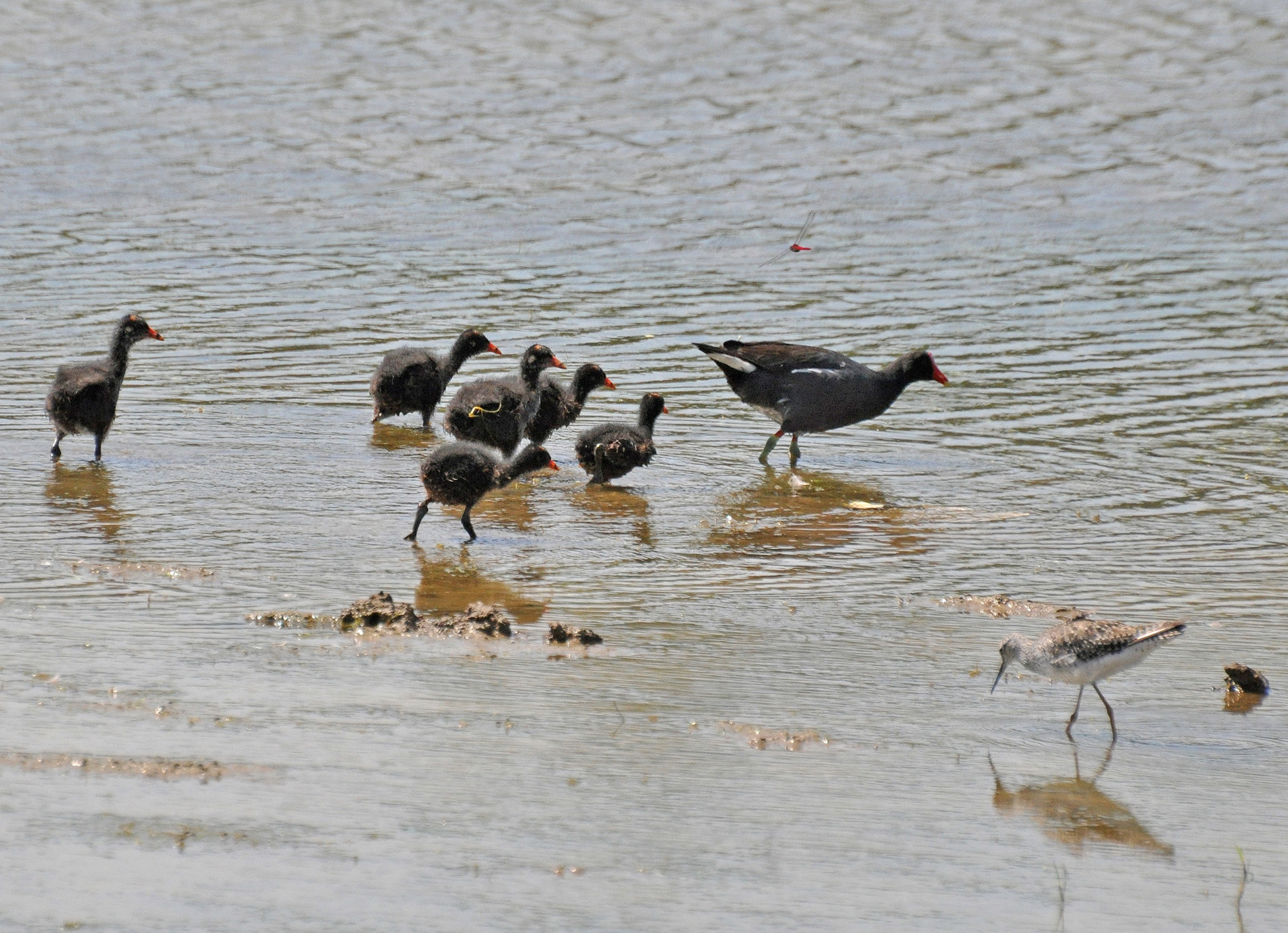 Gallareta con sus crias | Gallareta Común