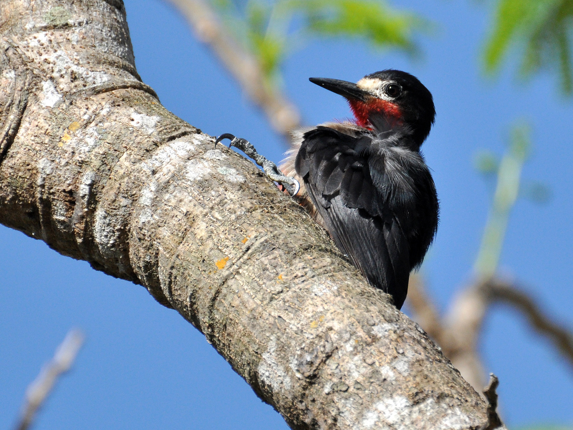 JUVENIL JAYUYA | Carpintero de Puerto Rico