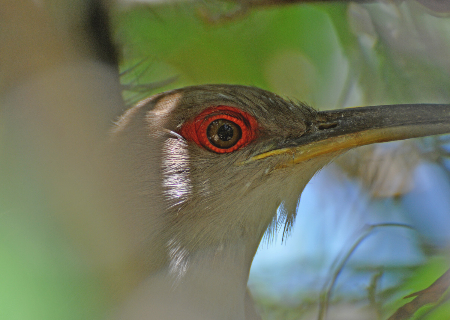 OJO DEL PAJARO BOBO | Pájaro Bobo Mayor