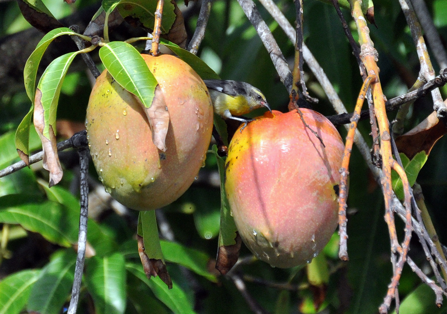 Reinita comiendo mango | Reinita Común