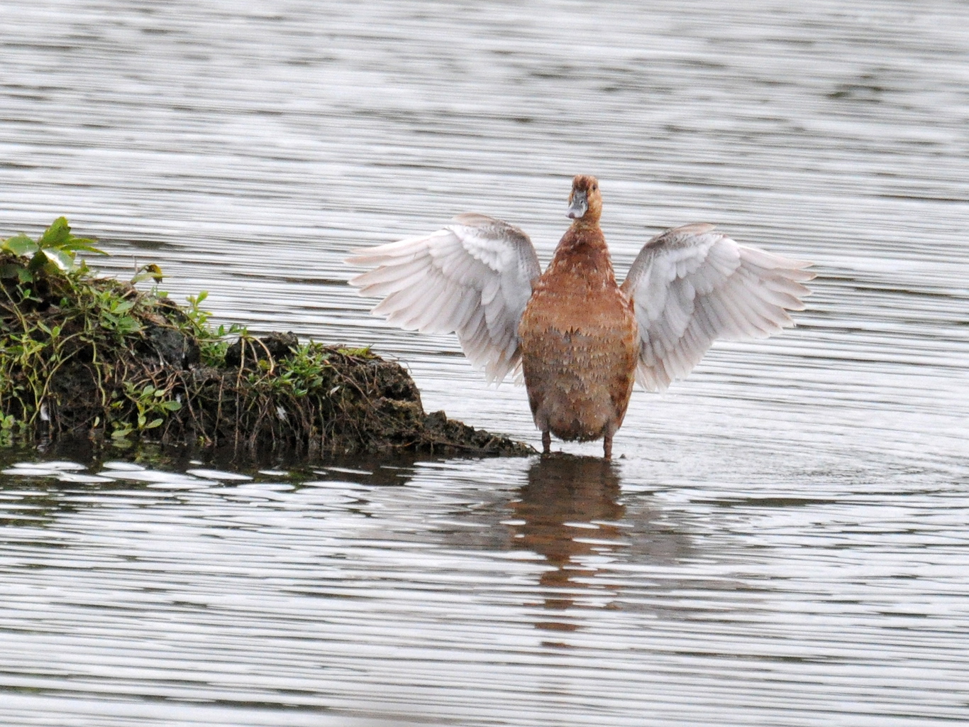 AGITANDO LAS ALAS-CAMUY | Pato Pescuecilargo