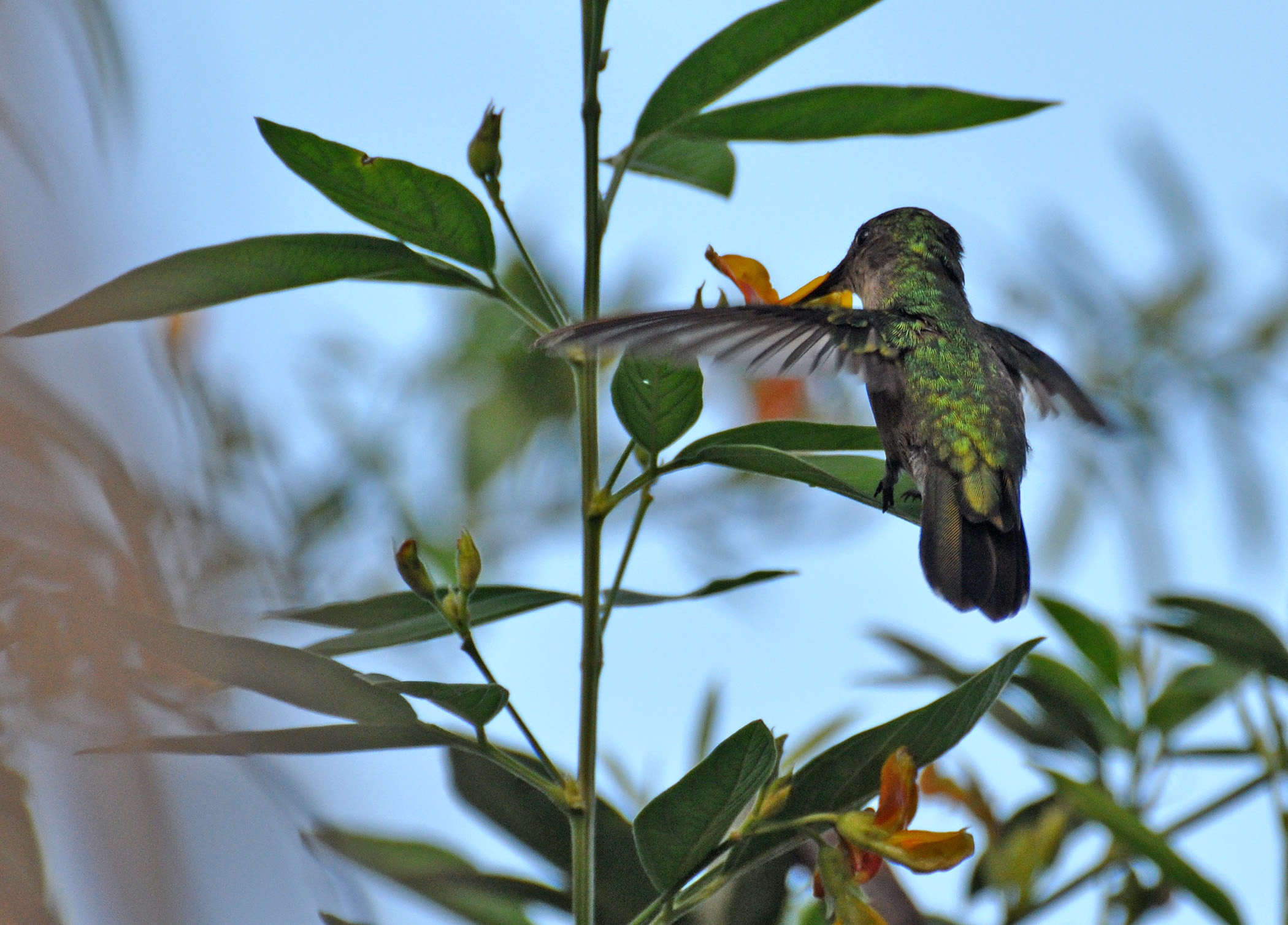 Picando la flor del gandul de noche | Zumbadorcito de Puerto Rico