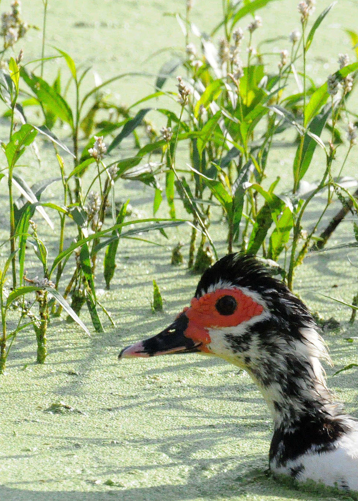 CHARCA EN ISLOTE ARECIBO | Pato Criollo
