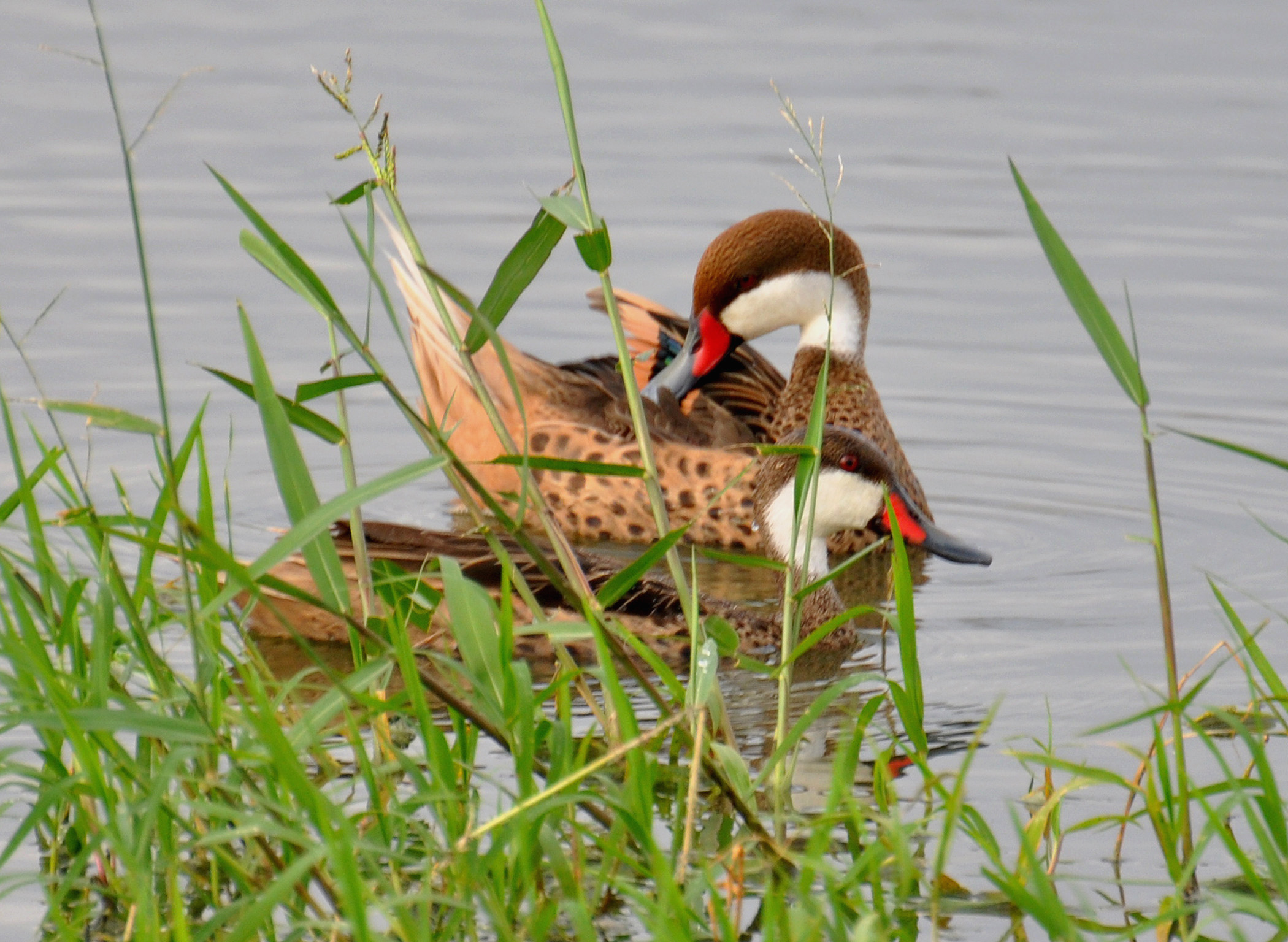 Pareja en Characa en Camuy | Pato Quijada Colorada
