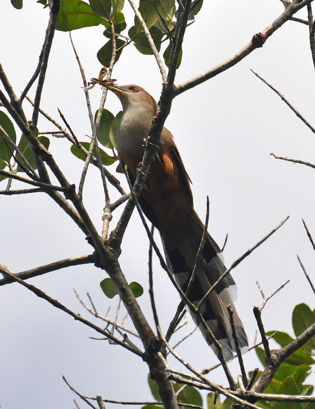 COMIENDOSE UN INSECTO. BOSQUE GUAJATACA ISABELA | Pájaro Bobo Mayor