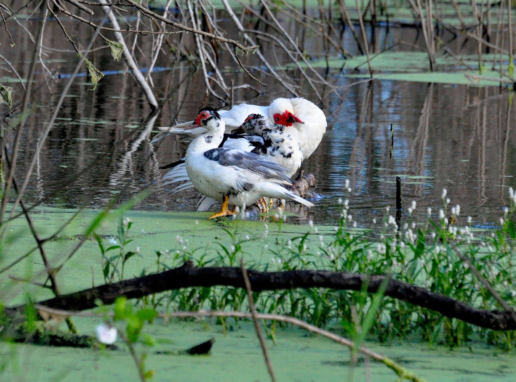 PATOS CRIOLLOS | Pato Criollo