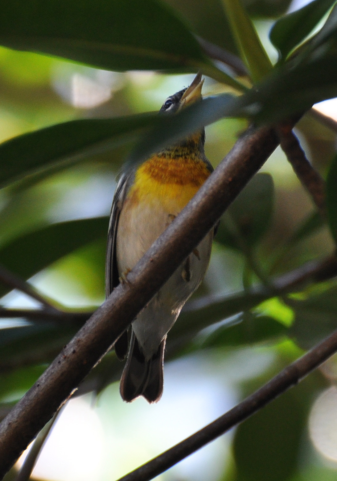 Mangle Playa Sardinera Hatillo | Reinita Pechidorada