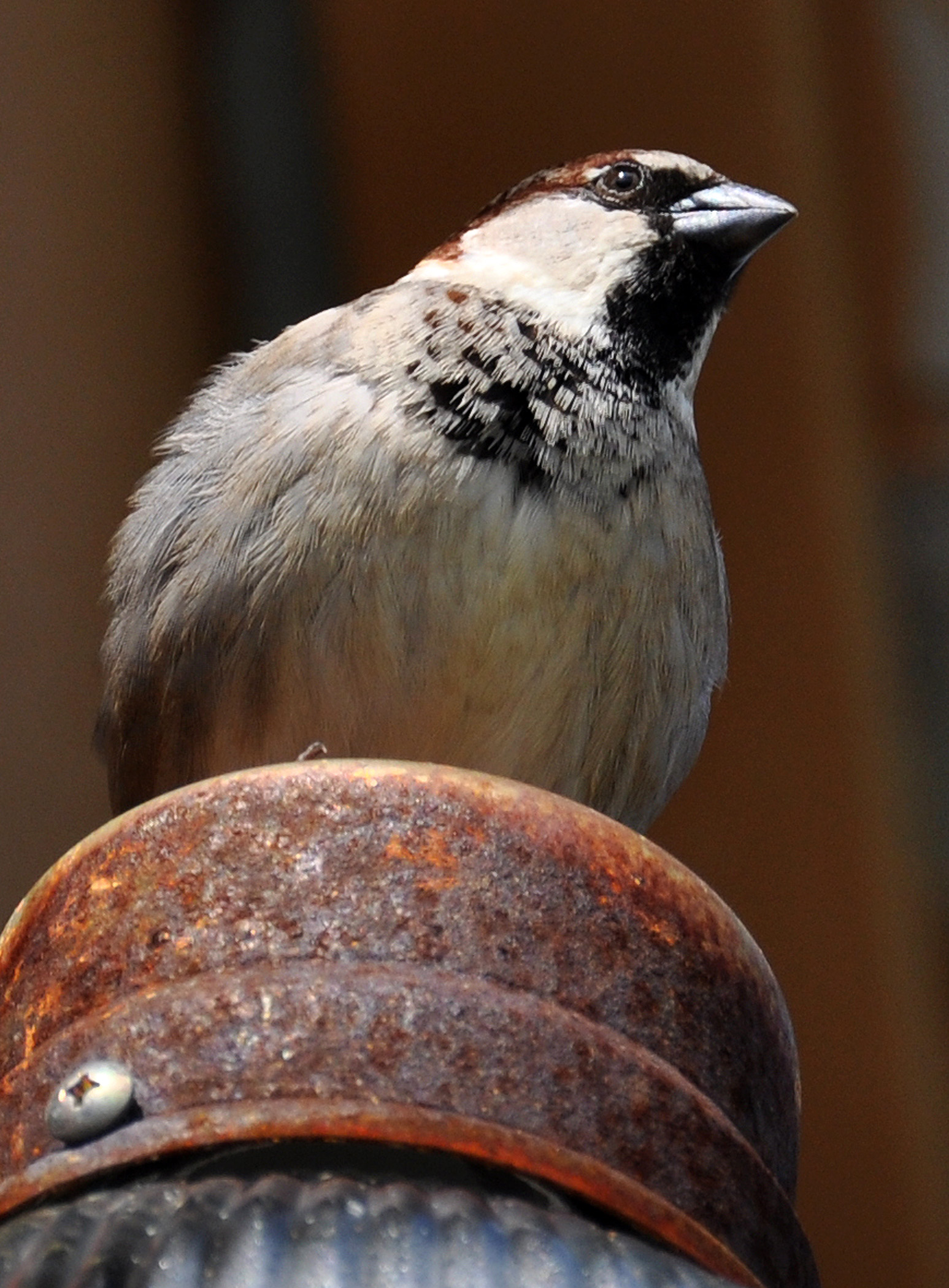 Hatillo | Gorrión Doméstico