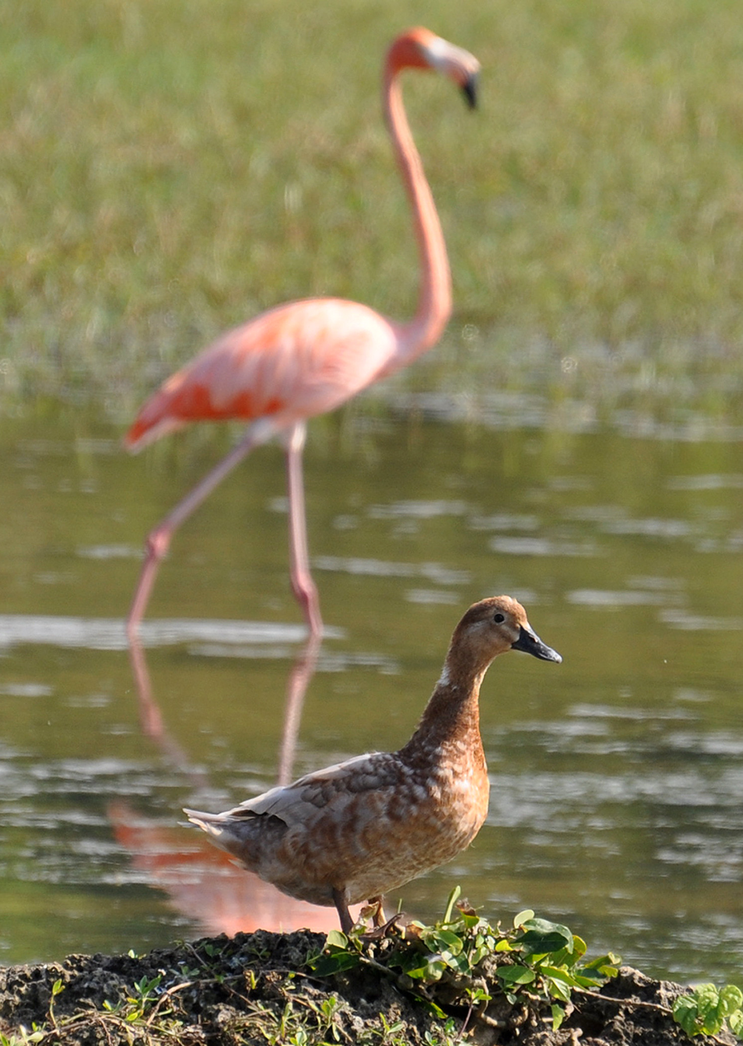 Bajura Camuy | Pato Pescuecilargo