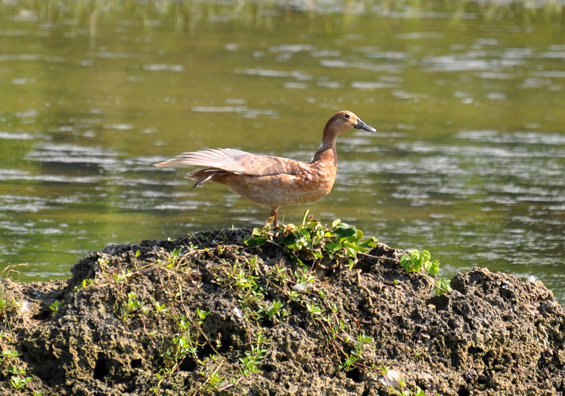 Bajura Camuy | Pato Pescuecilargo
