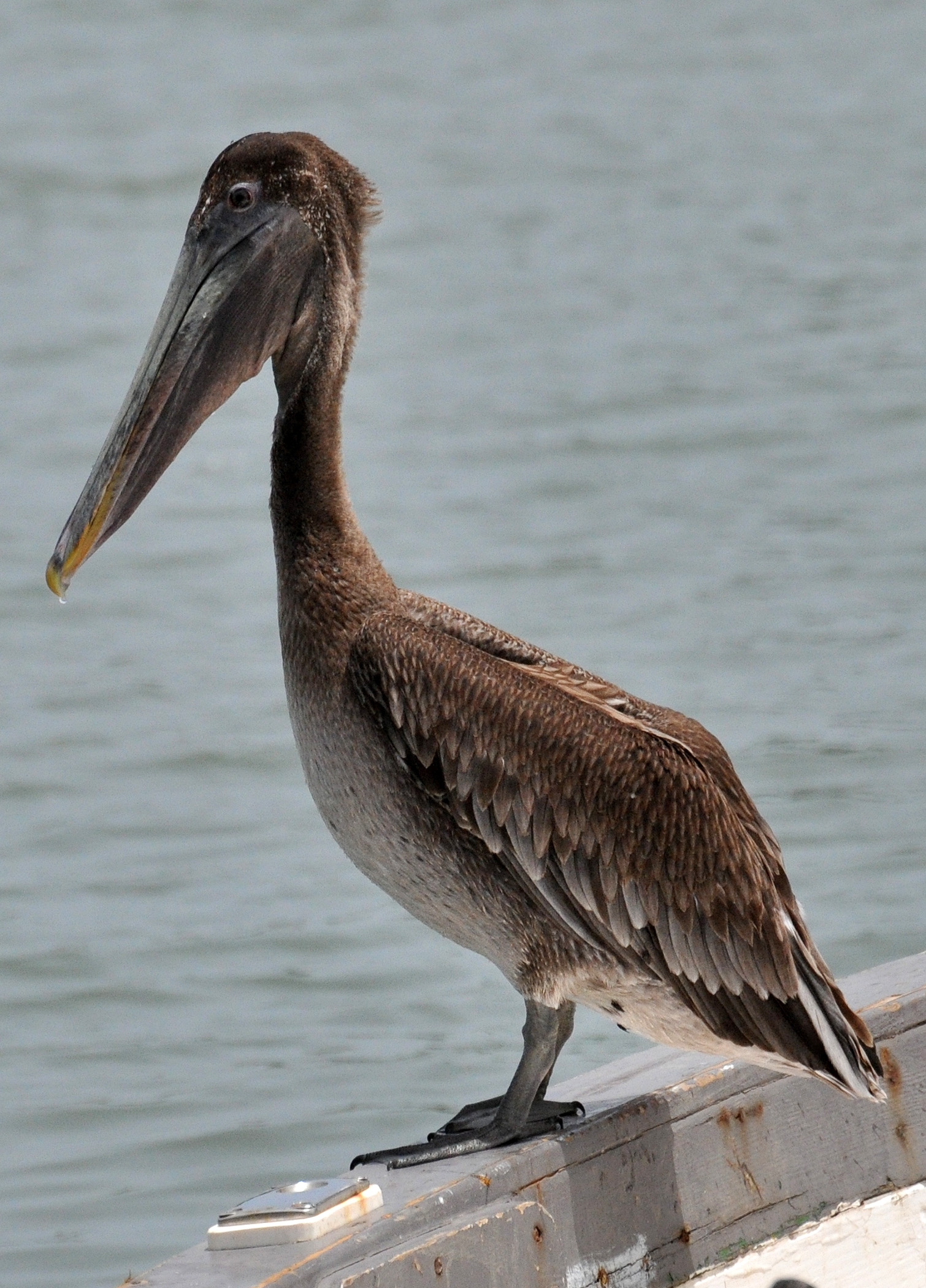 Juvenil en Arroyo | Pelícano Pardo
