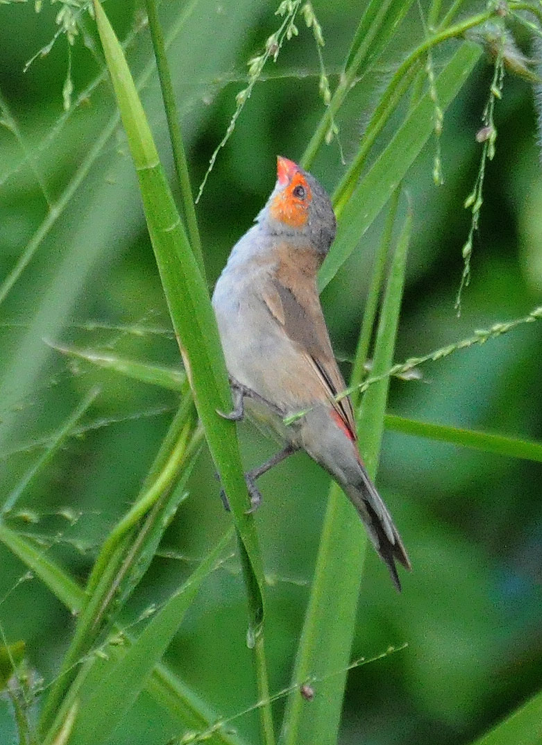 ISLOTE ARECIBO | Veterano