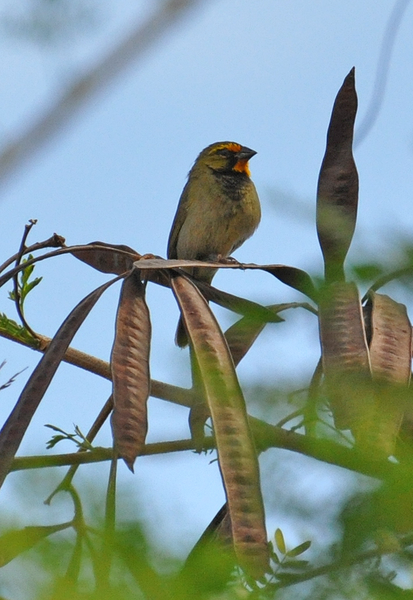 TORTUGUERO | Gorrión Barba Amarilla