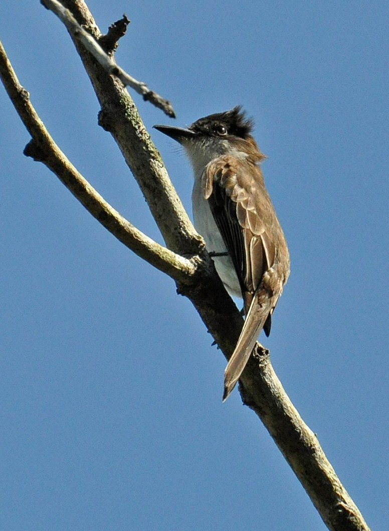 Reserva de Guajataca | Juí
