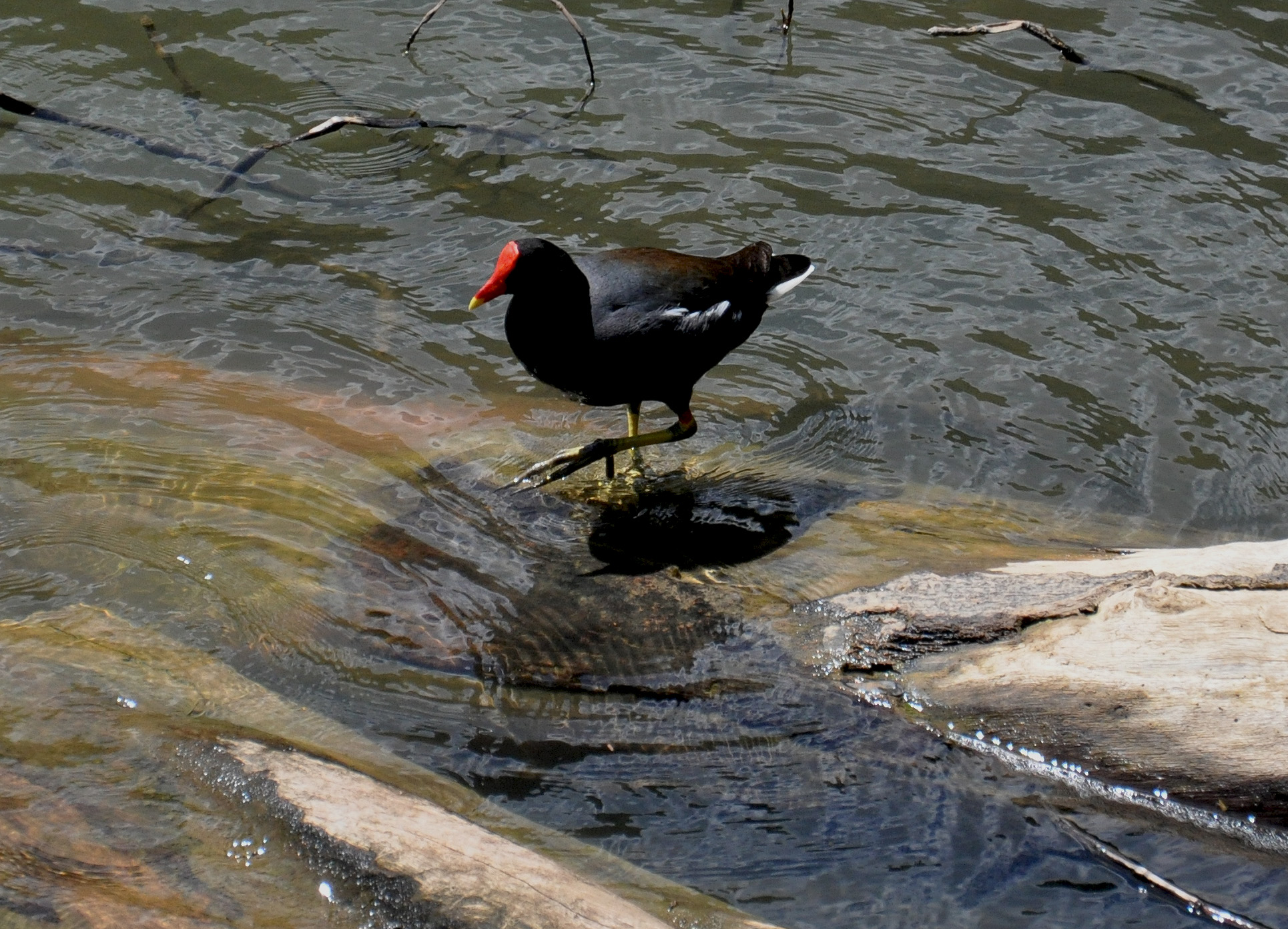 Area Lago Guajataca | Gallareta Común