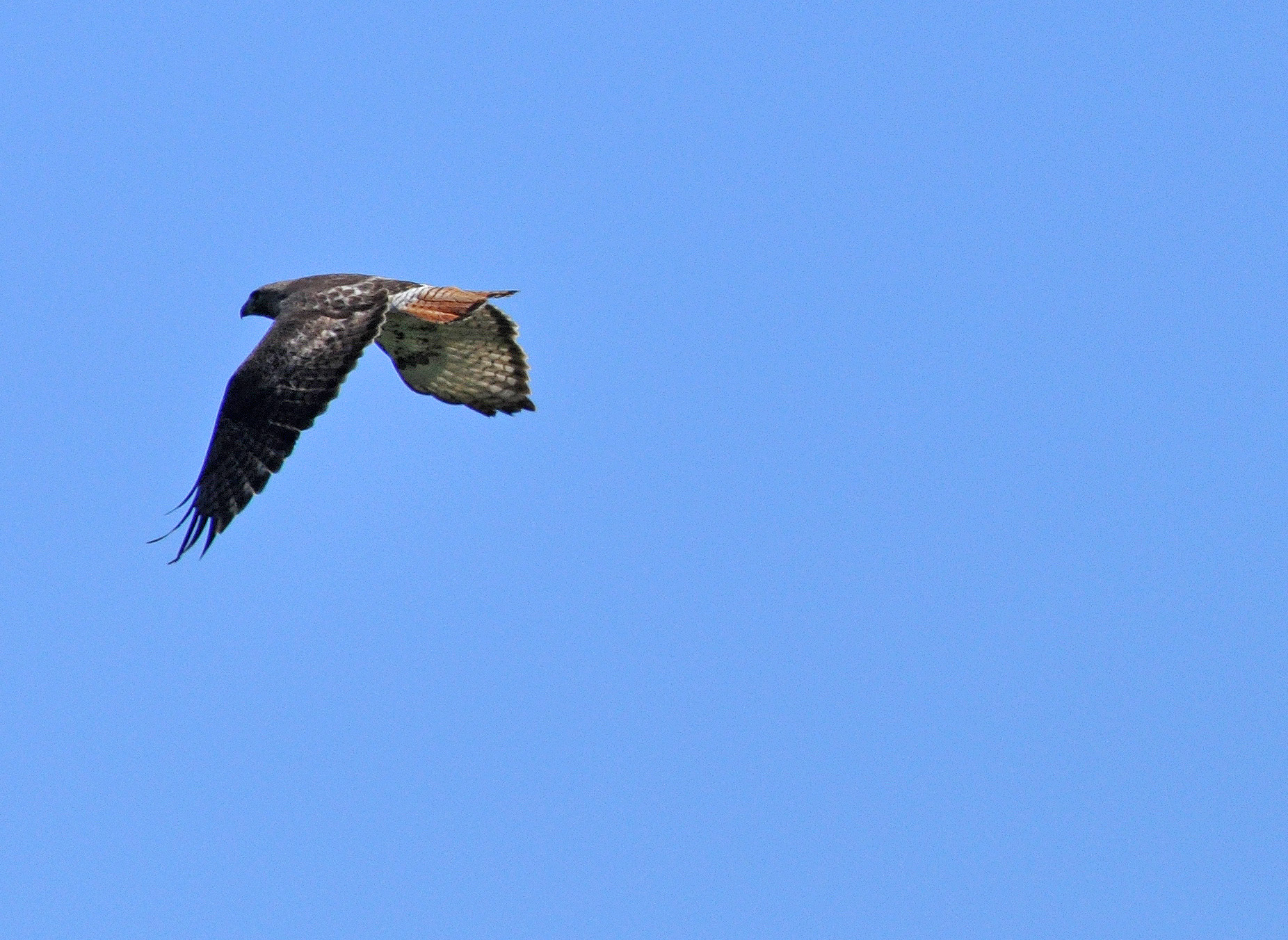 Lago Guajataca | Guaraguao Colirrojo