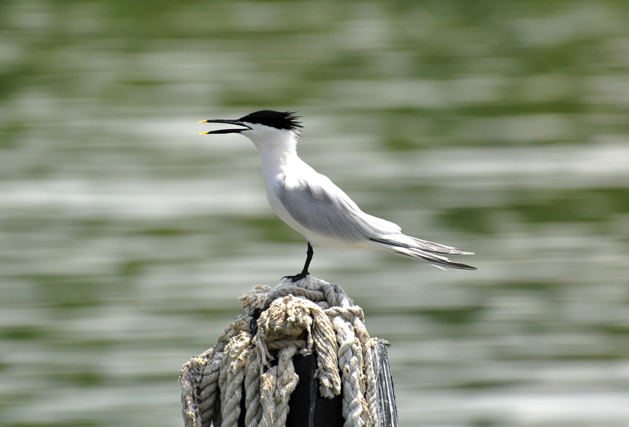 Playa de Salinas | Charrán Piquiagudo