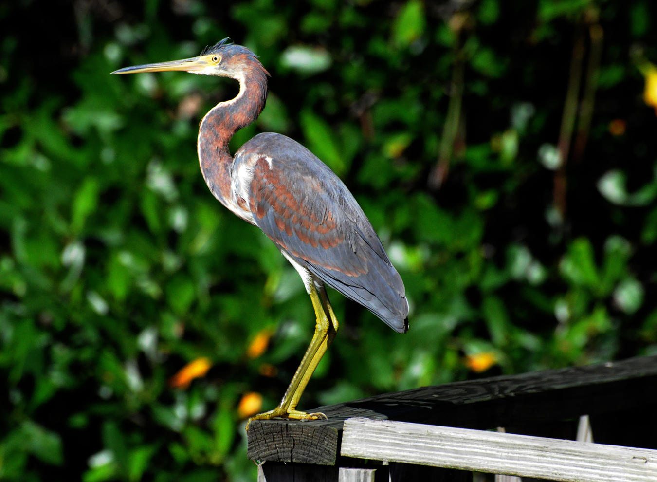 Refugio Aves Cabo Rojo | Garza Pechiblanca
