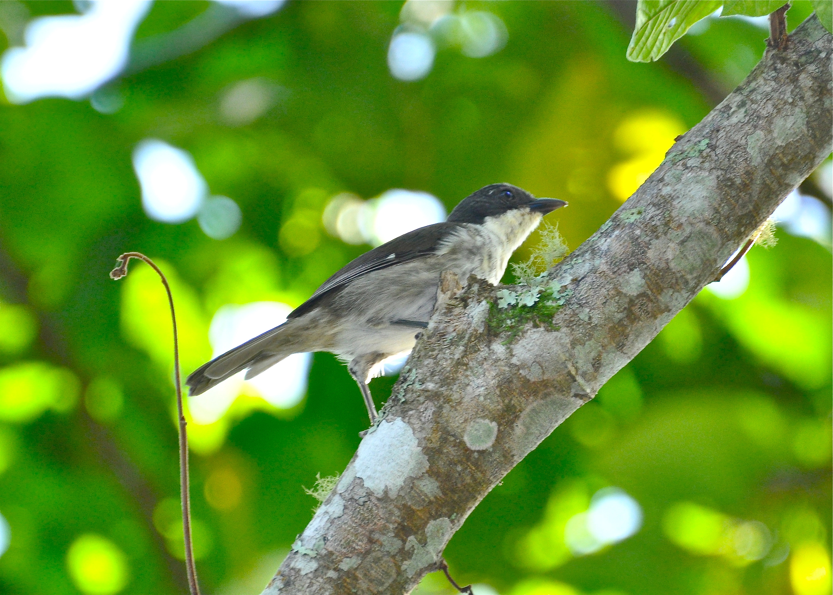 CIALITOS EN CIALES | Llorosa