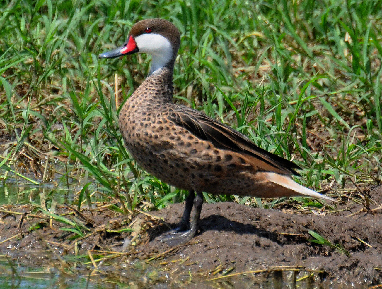 Pato fuera del agua | Pato Quijada Colorada