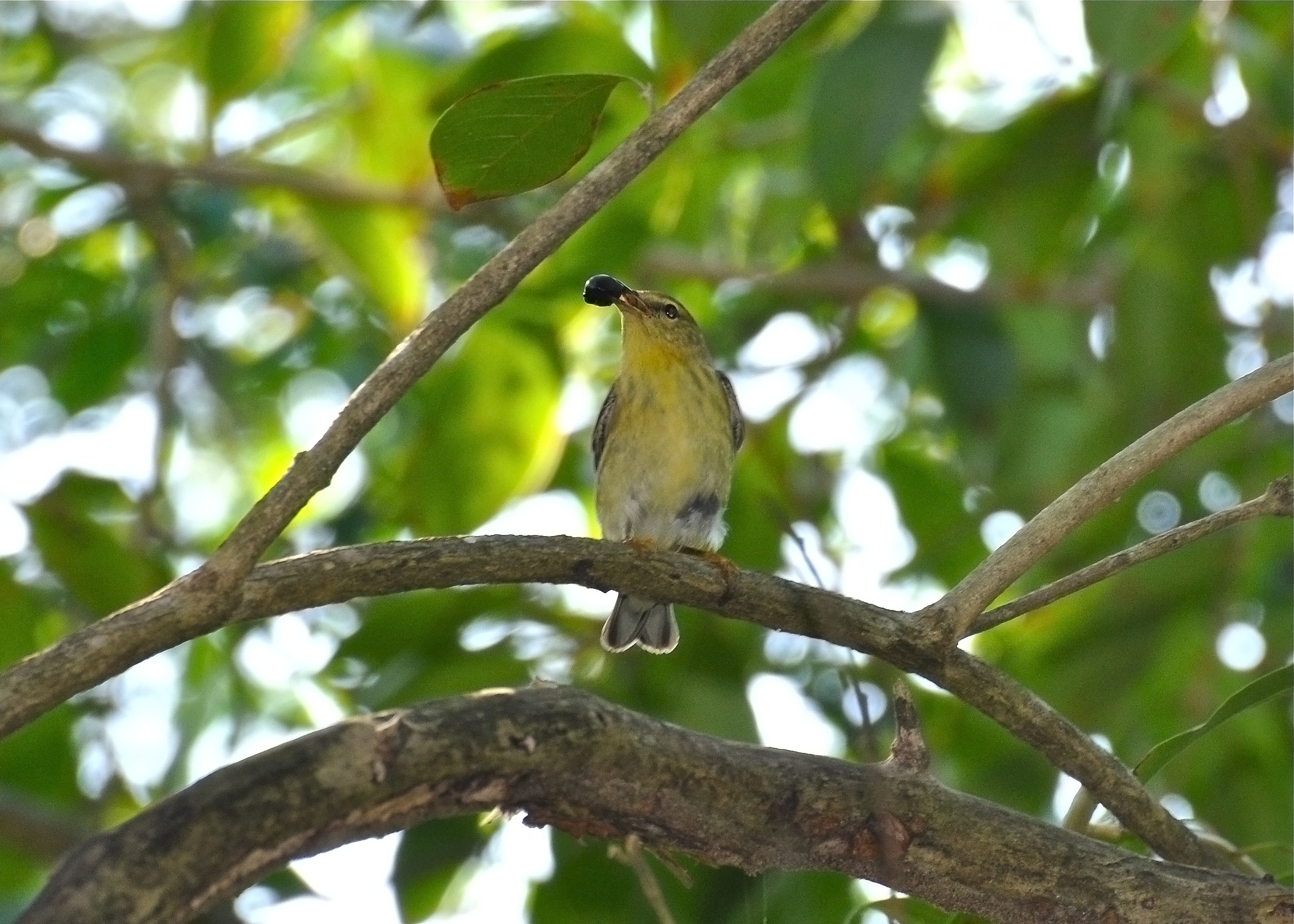ALIMENTANDOSE HATILLO | Reinita Rayada